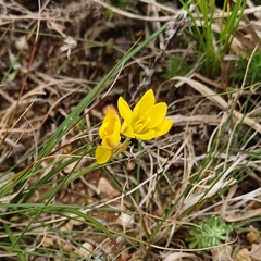 Nothoscordum montevidense, photograph (c) Agustina Medina, some rights reserved (CC BY)