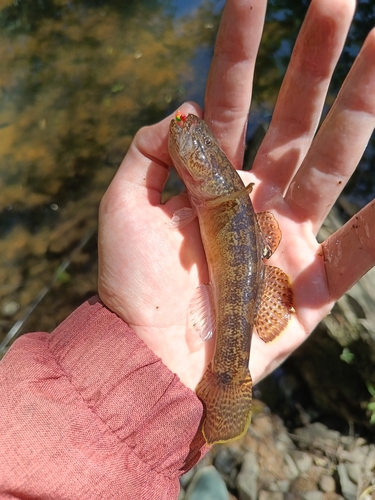 Gymnogobius urotaenia