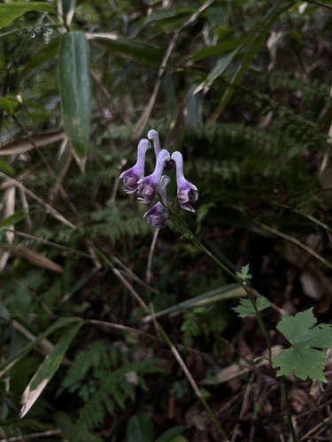 Aconitum loczyanum iNat (3)