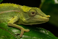 Forked Chameleon photo 2