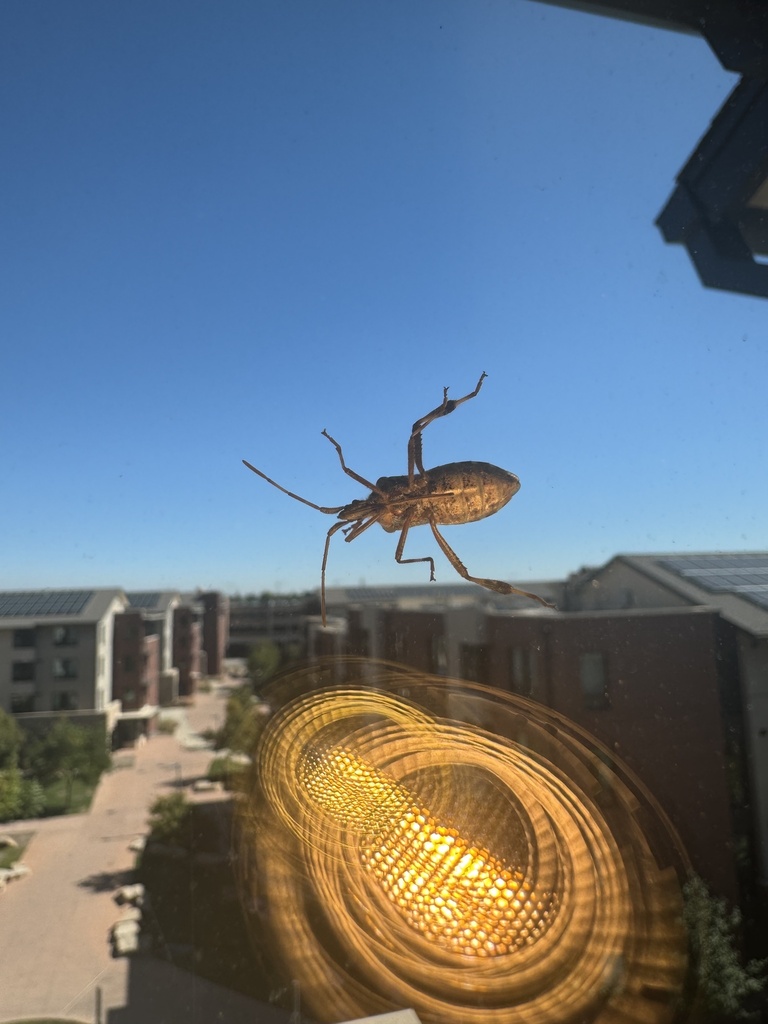 Western Conifer Seed Bug from Colorado State University, Fort Collins ...