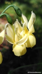 Narcissus triandrus pallidulus