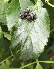 Otiorhynchus lepidopterus