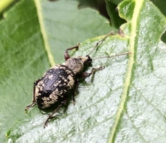 Otiorhynchus lepidopterus