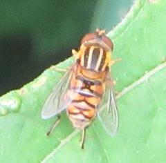 Parhelophilus integer