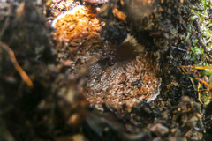 Descomyces