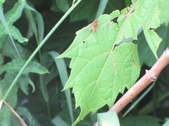 Parhelophilus integer