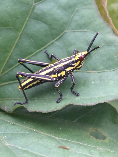 Taphronota calliparea