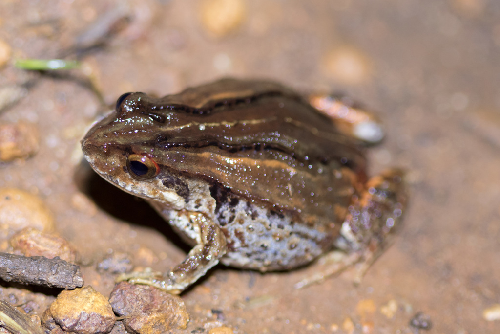 Quacking Frog