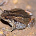 Quacking Frog - Photo (c) Ry Beaver, some rights reserved (CC BY-NC), uploaded by Ry Beaver