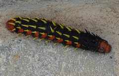 Bunaea alcinoe