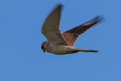 Falco cenchroides cenchroides