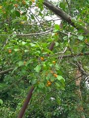 Ficus benjamina comosa