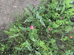Rosa
