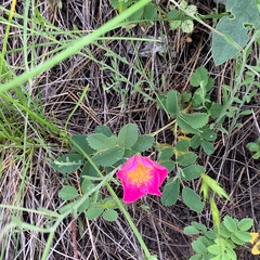 Rosa
