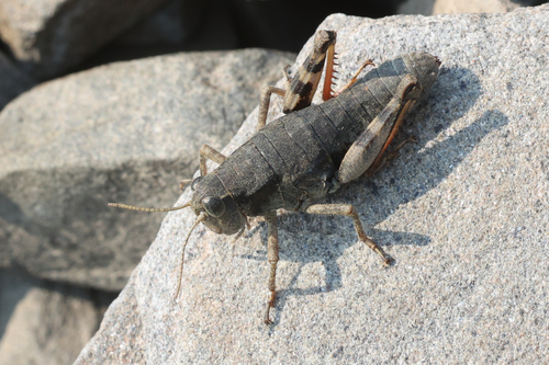 Olympic Grasshopper photo 3