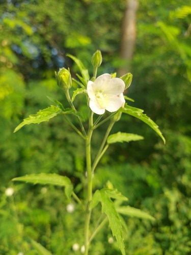 Image of Hibiscus lobatus by (c) Raja Sekhar Chimirala, some rights reserved (CC BY)