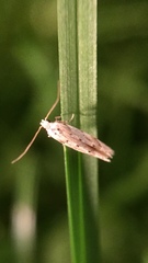 Coleotechnites coniferella