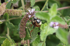 Sphex latreillei