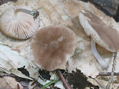 Pluteus podospileus