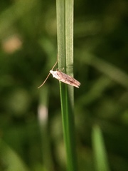 Coleotechnites coniferella