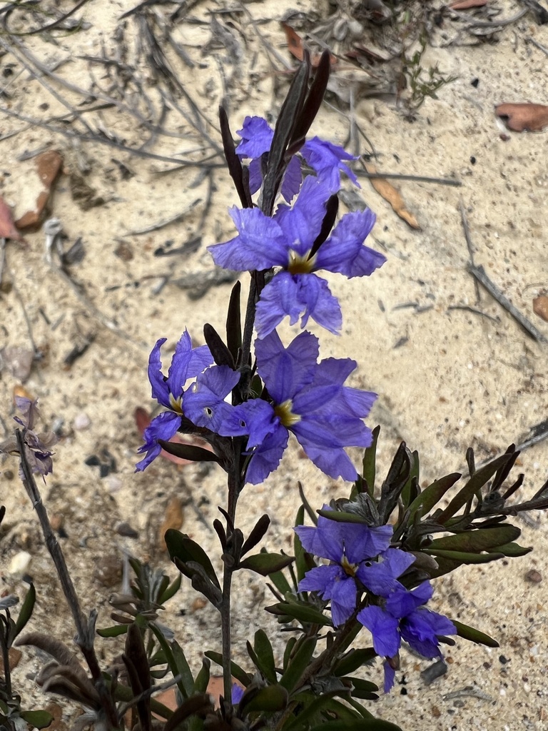 Dampiera scottiana