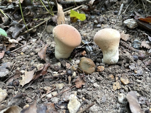 Calvatia craniiformis