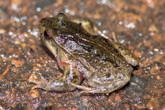 Quacking Frog photo 2