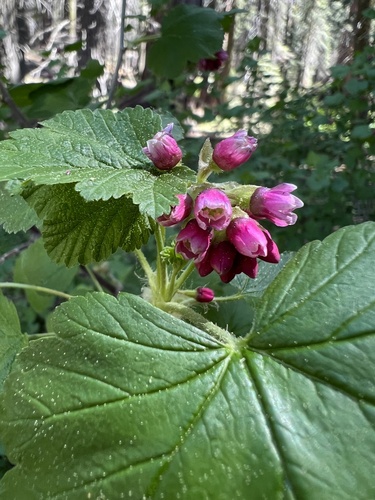 Image of Ribes nevadense by no rights reserved