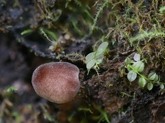 Pluteus podospileus