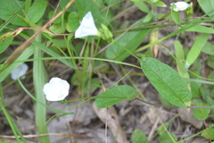 Stylisma humistrata