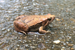 Microhyla