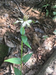 Monarda russeliana