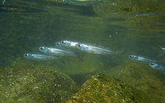 Atherinomorus lacunosus