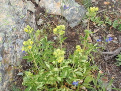 Drymocallis convallaria