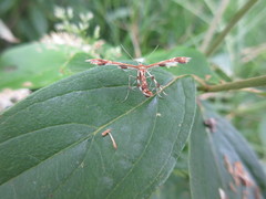 Geina periscelidactylus