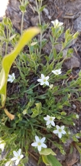 Arenaria lanuginosa