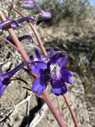 Image of Delphinium andersonii by (c) Matt Berger, some rights reserved (CC BY)