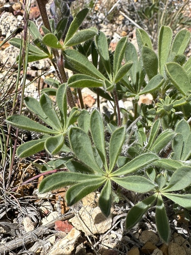 Image of Lupinus saxosus by (c) Matt Berger, some rights reserved (CC BY)