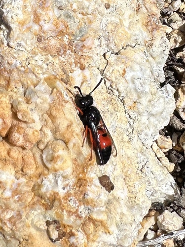 Odynerus margaretellus