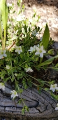 Arenaria lanuginosa