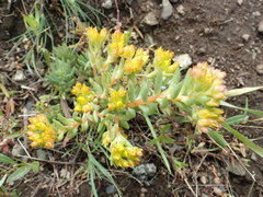 Sedum lanceolatum lanceolatum