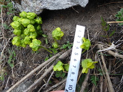 Mandragora caulescens