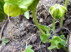 Mandragora caulescens