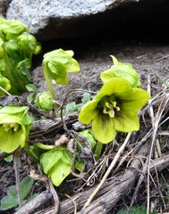 Mandragora caulescens