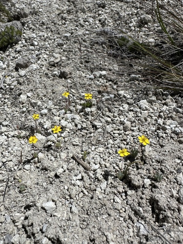 Image of Golden Pygmypoppy (Canbya aurea) by (c) Matt Berger, some rights reserved (CC BY)