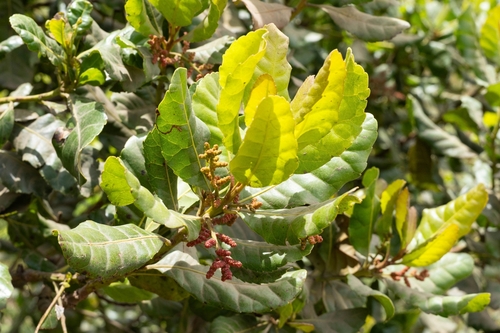 Morella javanica observed 2024-09-22
