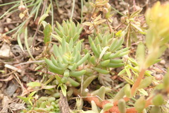 Sedum lanceolatum lanceolatum