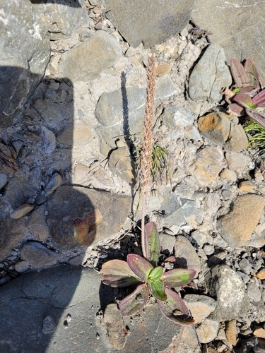 Image of Plantago subnuda by no rights reserved
