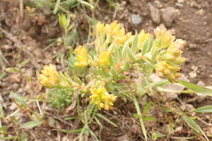 Sedum lanceolatum lanceolatum